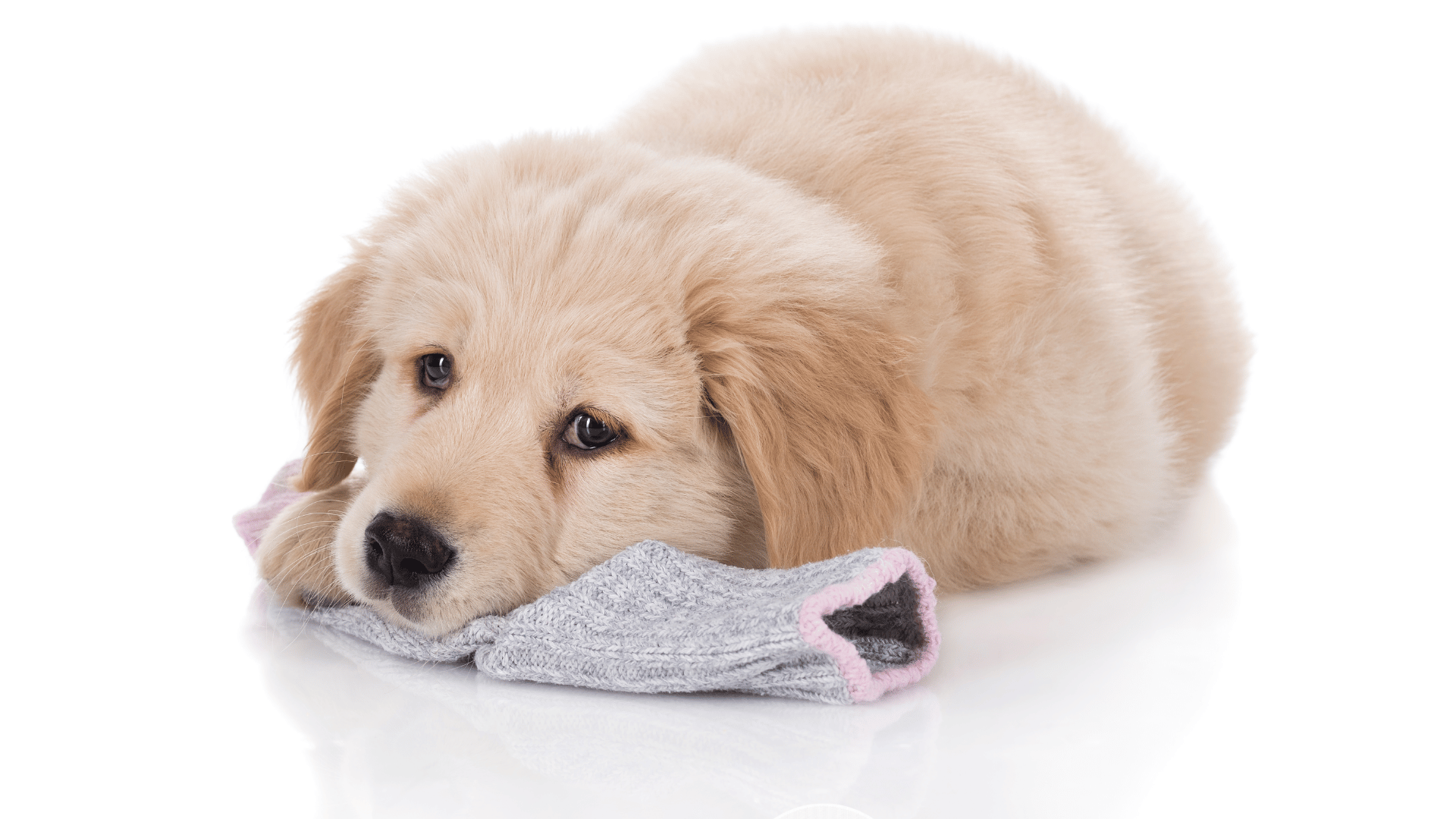 Dogs and Socks : A Reasonable Obsession