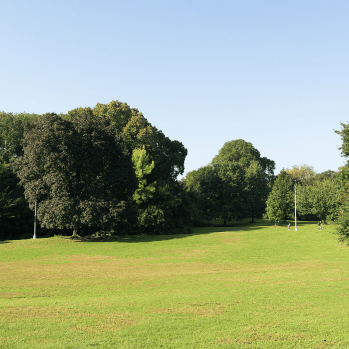 A sunny day in Prospect Park. A large open field is surrounded by tall trees with full, green leaves. A few lampposts are visible along the tree line. In the distance, a path winds through the park. The sky is clear blue.